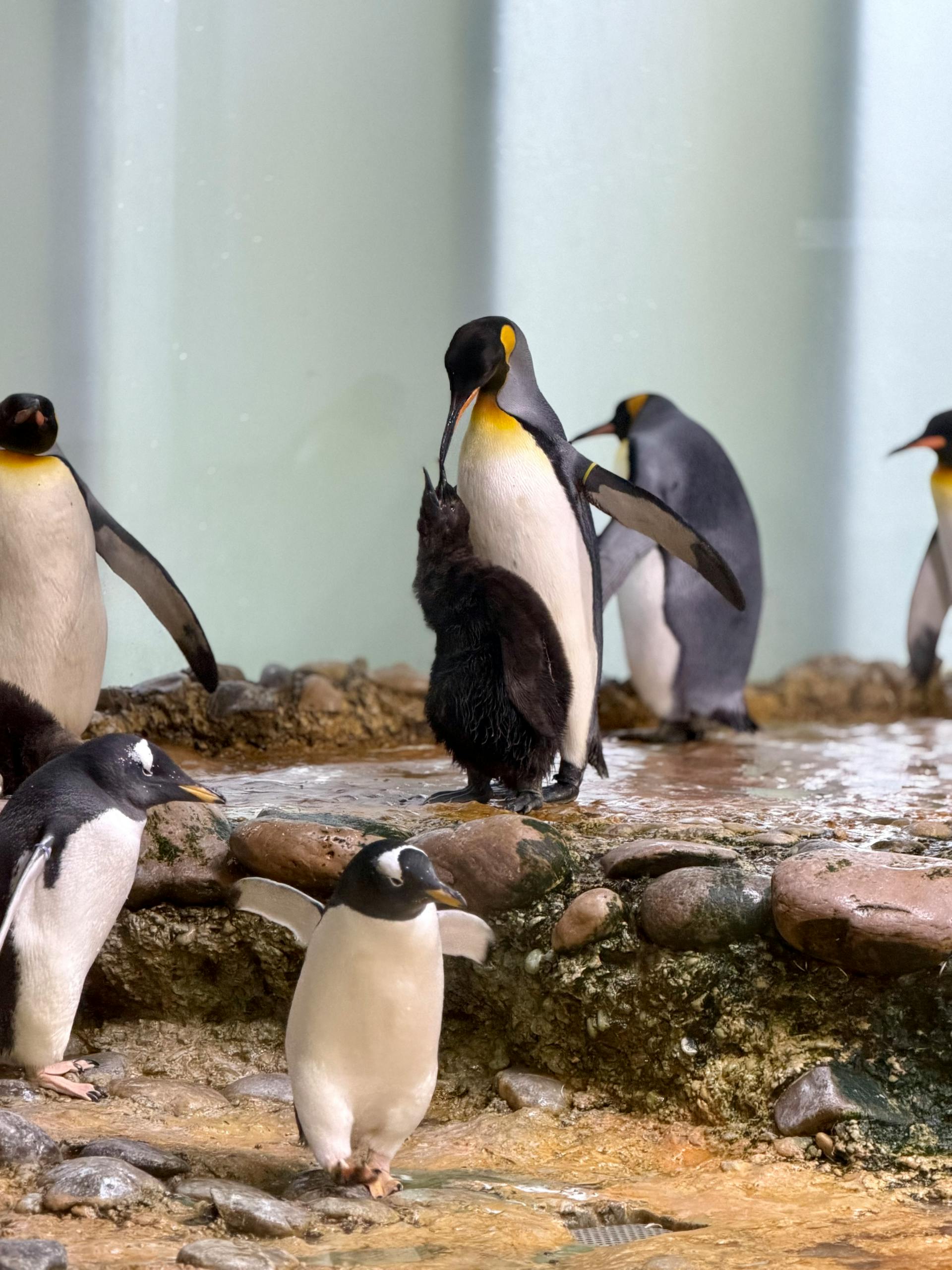 A group of king penguins with a chick, showcasing natural behavior in enclosure.