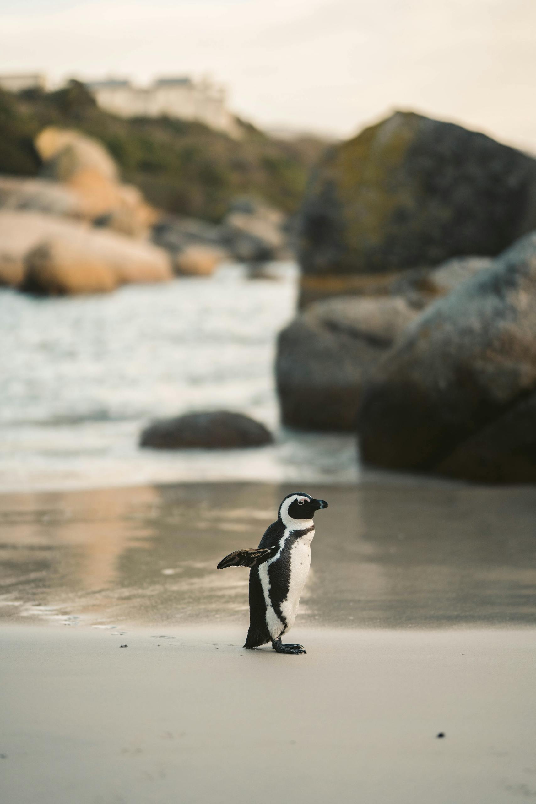 A solitary African Penguin stands on a sandy beach near rocky formations by the ocean.