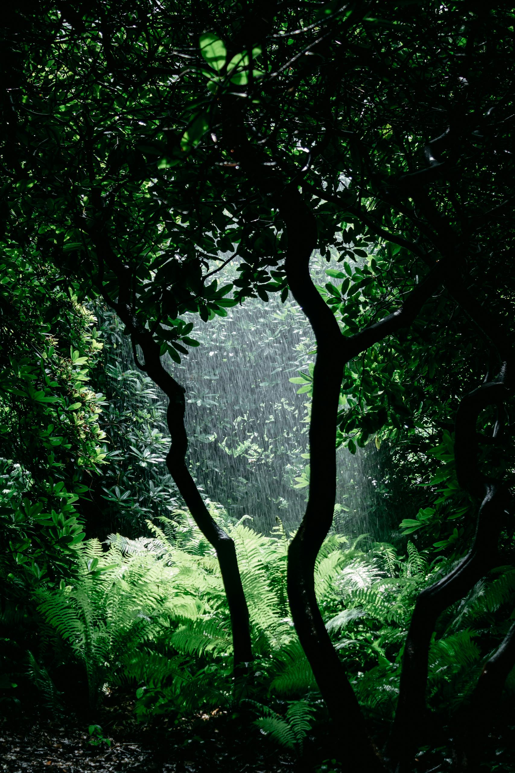 A vivid rainforest scene with rain falling on lush greenery, creating a tranquil atmosphere.