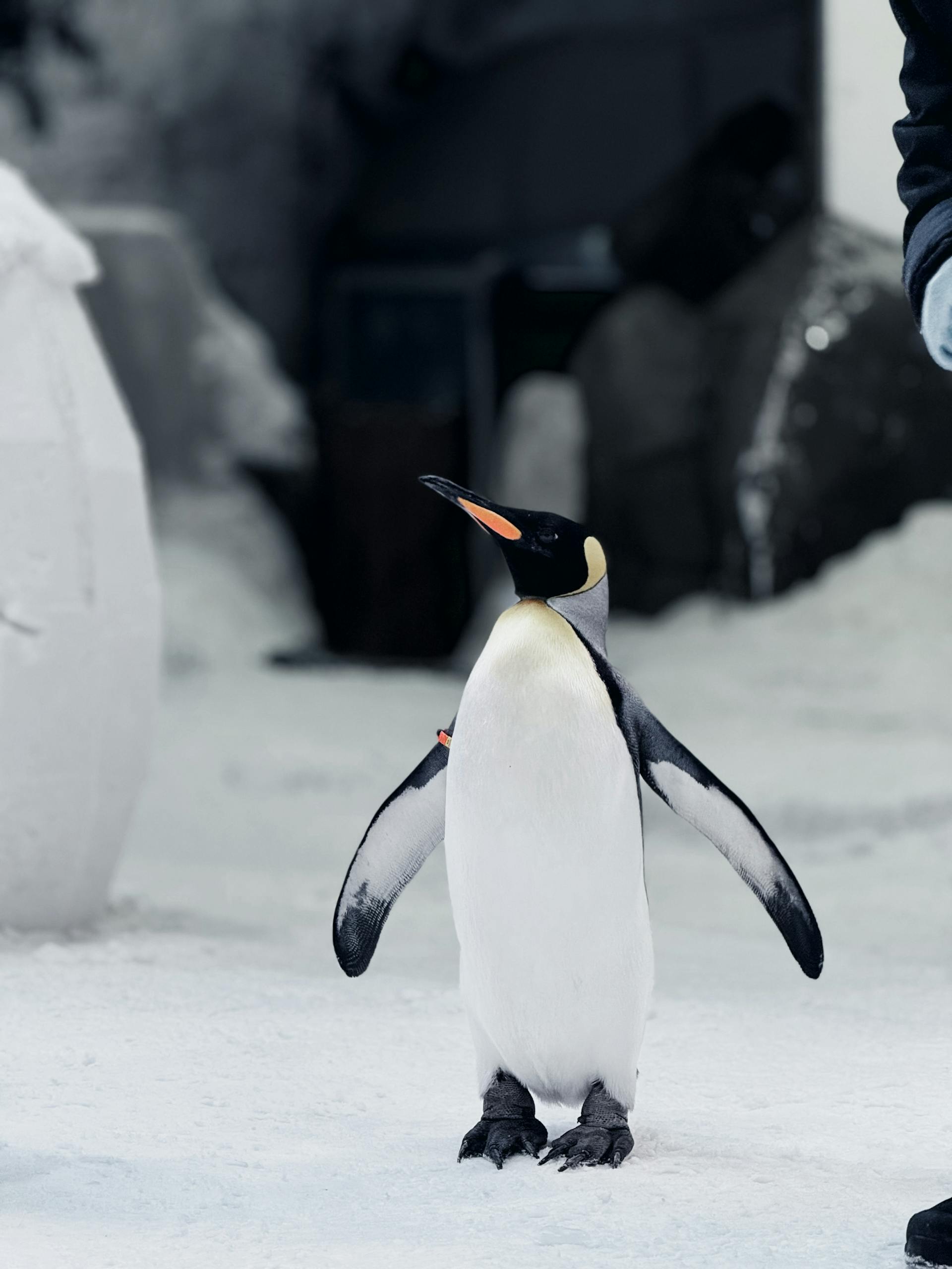 An Emperor Penguin stands indoors on ice, showcasing its majestic form in a controlled habitat.