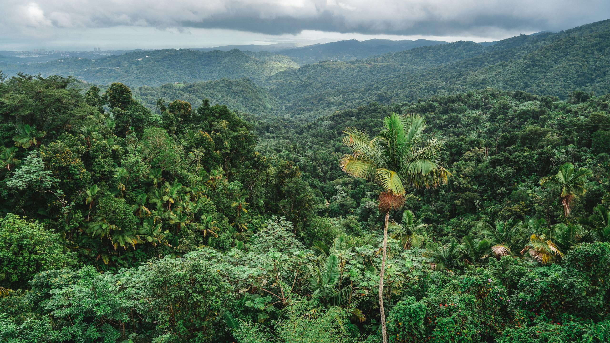 Lush tropical rainforest with palm tree and mountain range