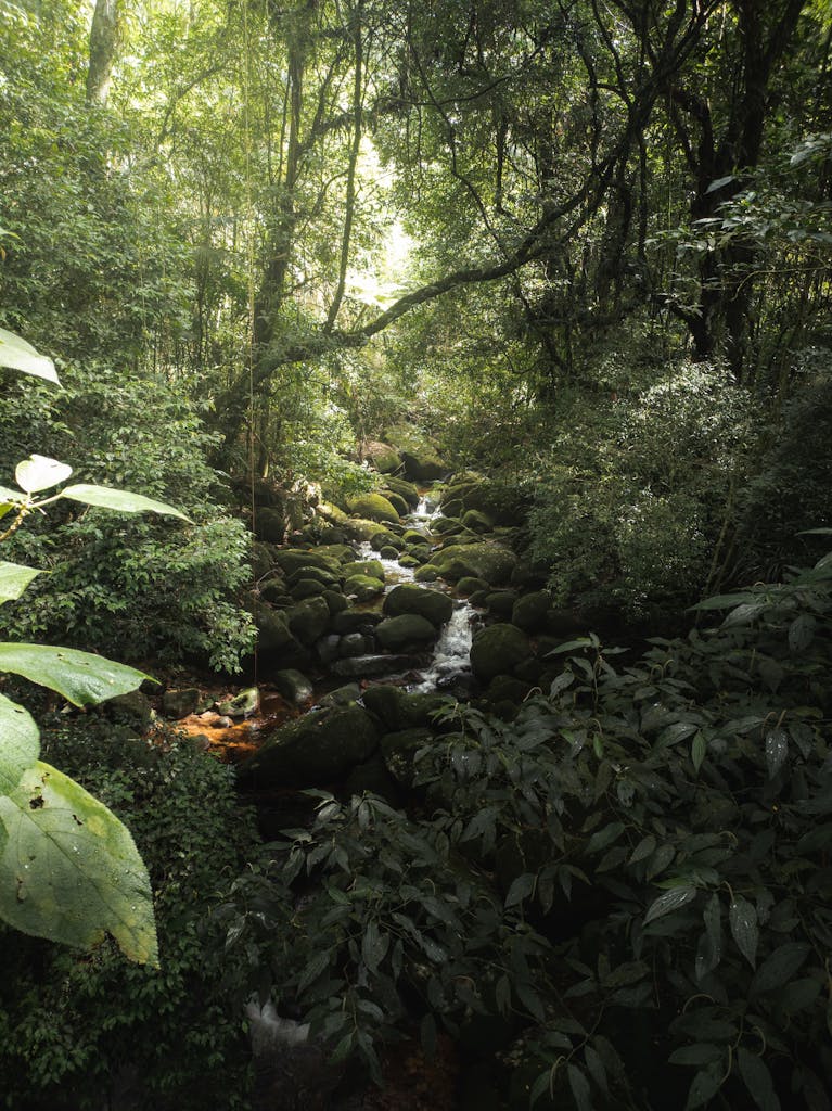 Serene view of a moss-covered stream winding through a dense rainforest, creating a tranquil natural landscape.