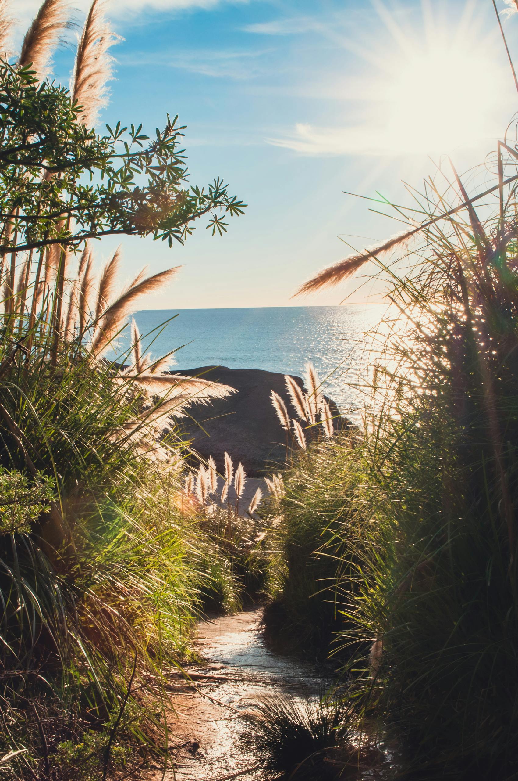 Sunlit beach pathway framed by pampas grass leading to Long Beach shoreline under a clear sky.