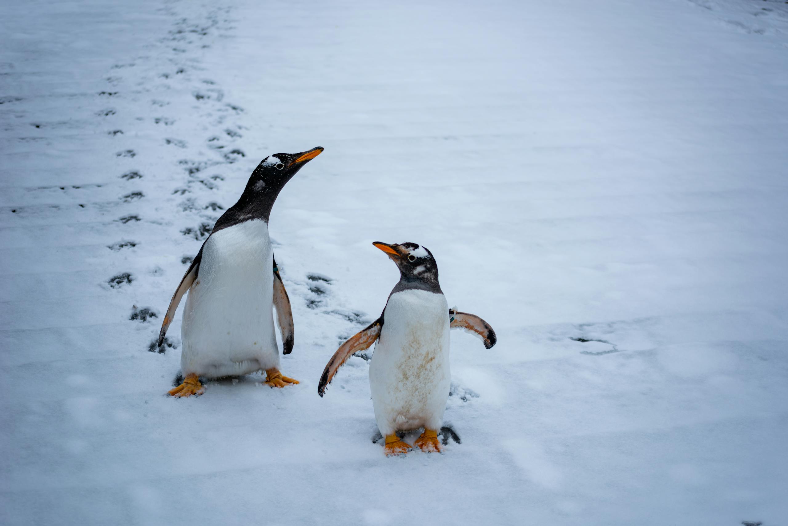 Two Gentoo penguins walk across snowy ground, leaving distinct footprints.