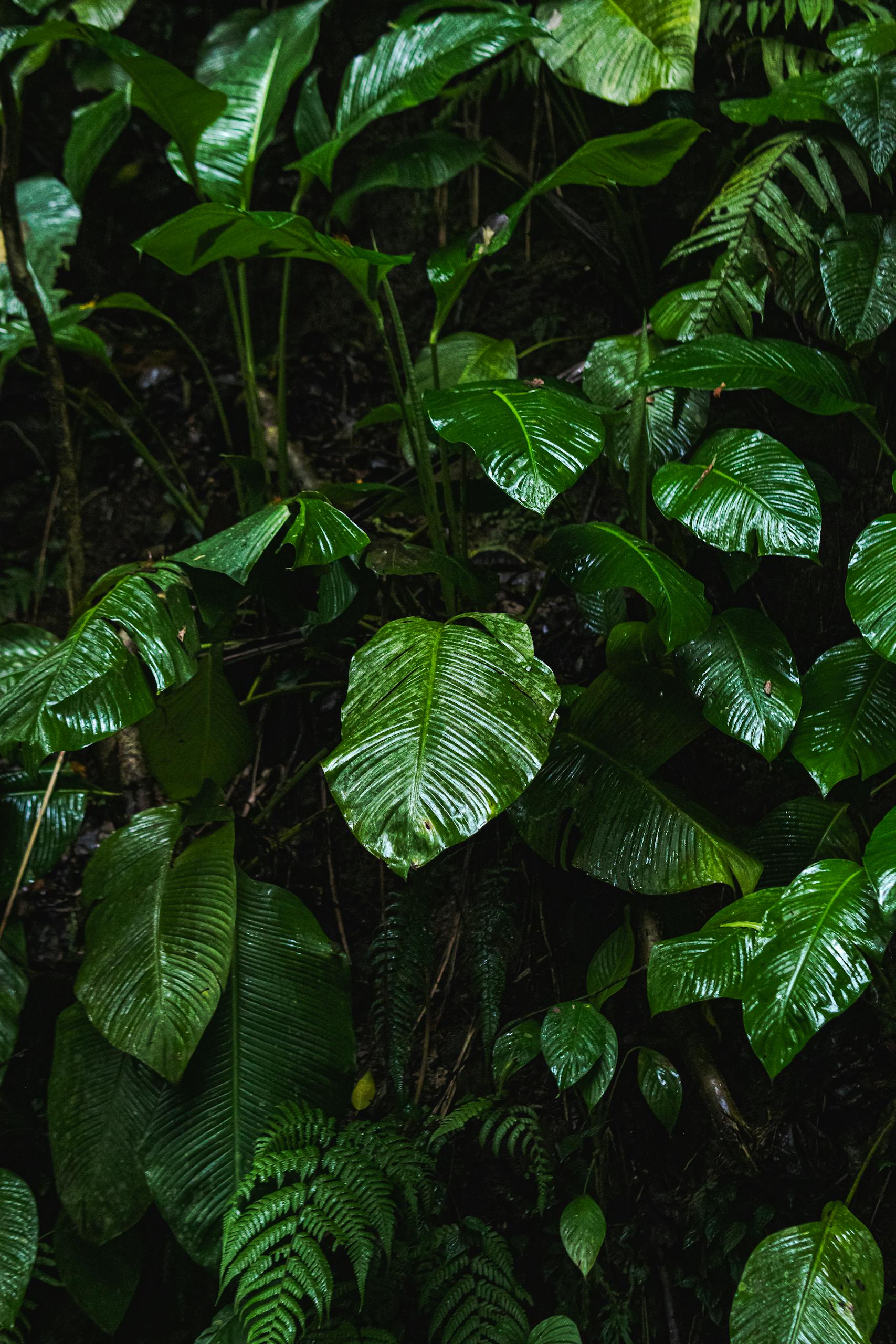 Vibrant tropical leaves glistening with moisture, capturing the essence of a lush jungle.